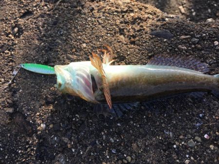 ジグサビキで五目釣り